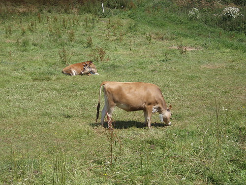 Jersey Cows in a field
