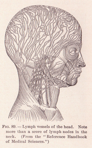 page 127 Lymph Vessels of the Head