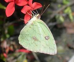 Butterflies Dominican Republic