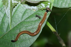terrestrial flatworm (Bipalium sp.)
