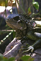 Reptiles & Amphibians of Peru