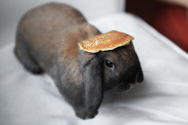 Yet another Bunny with a Pancake on its Head