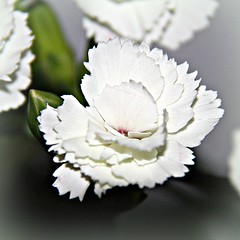 A Garden of Carnations