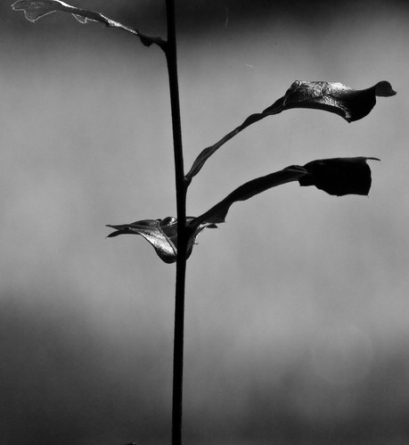 Leaves: a ballet in black and white