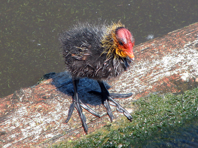 Common Coot chick