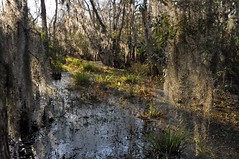 Winter on the Bayou