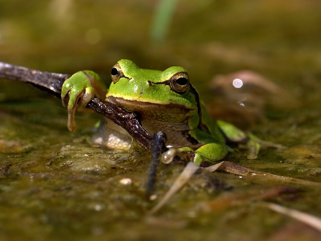 A relaxed European Tree Frog, Grądy-Woniecko, Poland