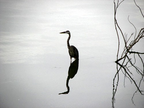 Heron Reflection 2 by paynehollow
