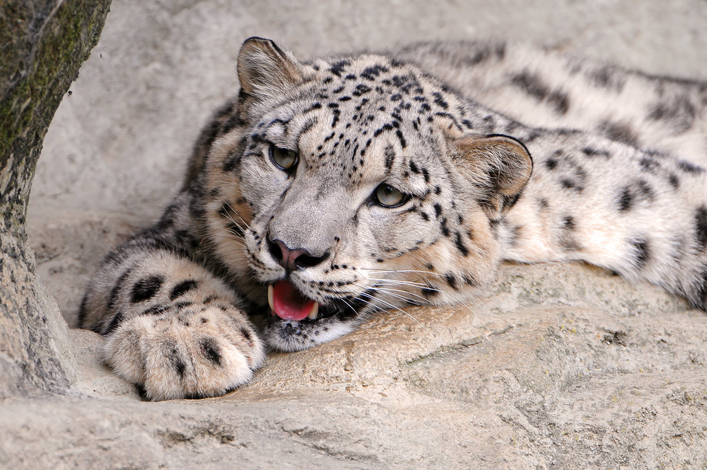 «Living in such a hot country isn't something nice for snow leopards!»