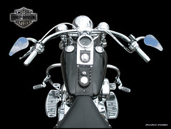 Everything Harley Davidson