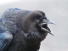 Raven (hrafn)
