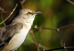Birds - Mockingbirds