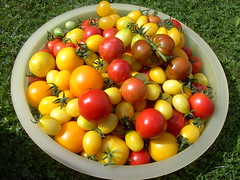 tomaten paprika 2008/2009