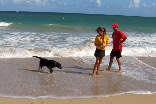 Couple and dog on the beach