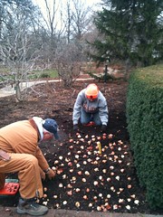 Bulbs being planted today.