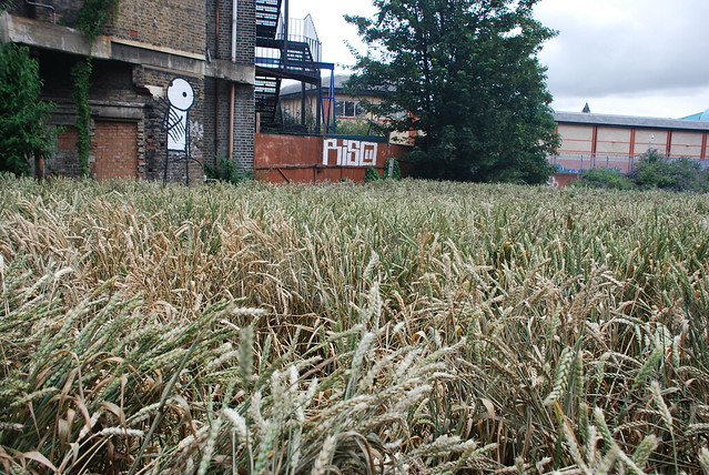 Agnes Denes Wheatfield restaged at The Dalston Mill trim shy6