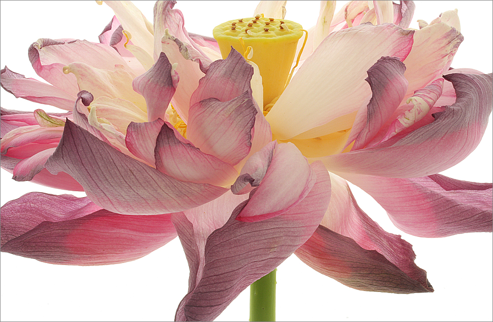 Lotus Flower Photography 