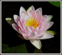 Water Lily Collection