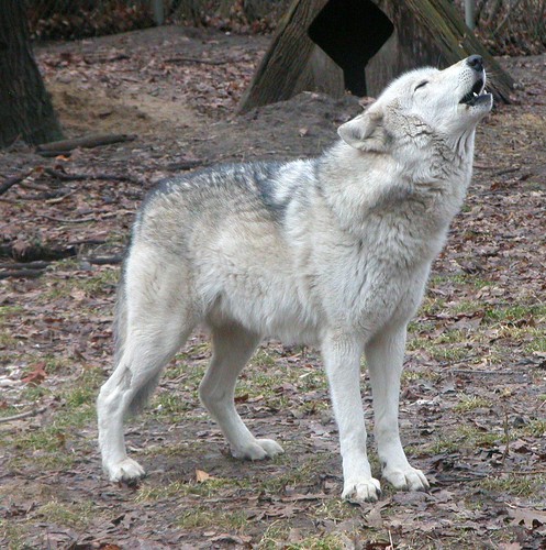 Timber Wolf - Yukon