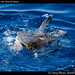 Sea Turtle in the Sea of Cortez