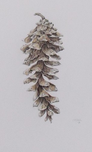Pinus strobus ~ white pine cone by Art by Cheryl