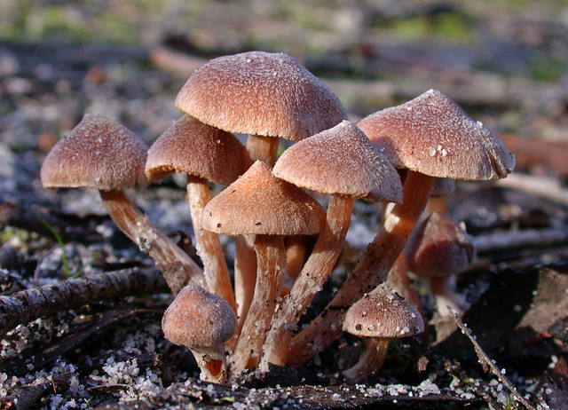 Fungi Group 85