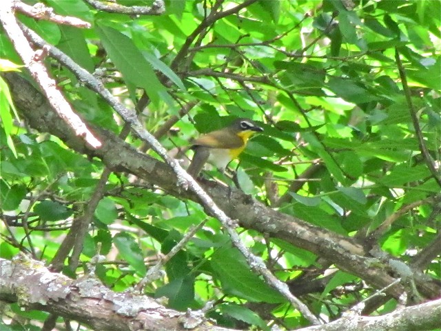 Yellow-breasted Chat 01