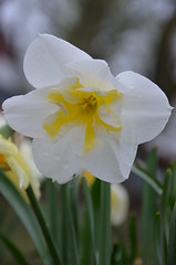JardinsLeeds: Narcissus