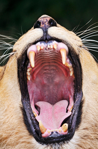 Very big lioness yawn by Tambako the Jaguar
