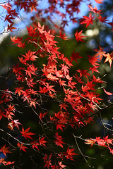 Autumn_Colors_2009