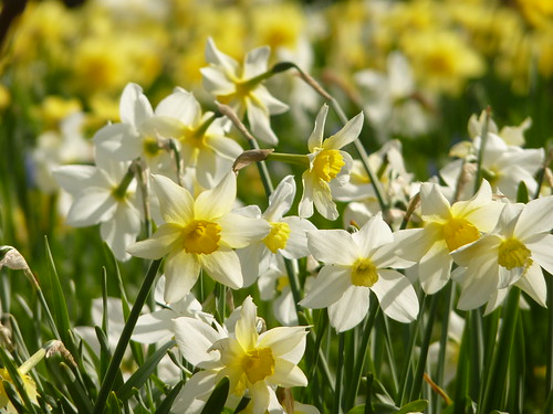 Pale Yellow Daffodils