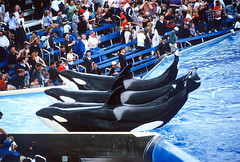 Orcas, Sea World, California, 1996