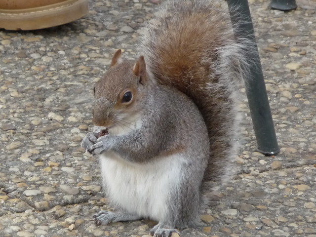 ugly squirrel