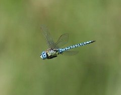 Dragonflies Germany