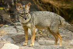 Mammals of Peru