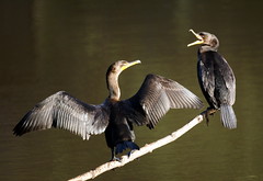 Lake Nelson Birds