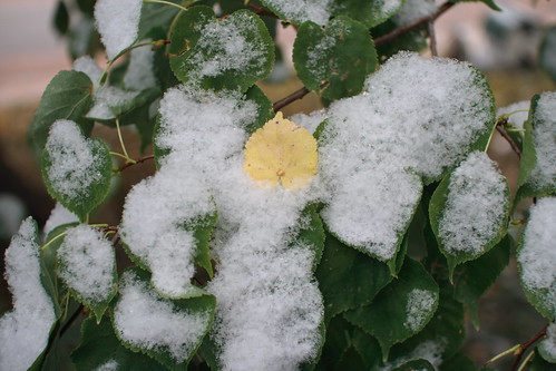 snow :: leaves