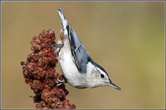 Nuthatch (White-breasted)