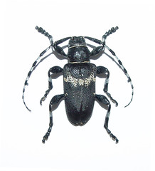 Beetles: Cerambycidae