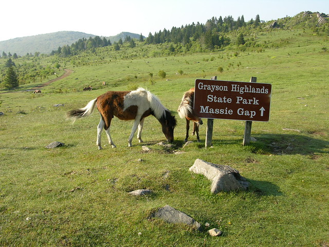Grayson Highlands State Park Wild Ponies