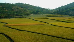 Guangdong 2006 - Rice