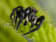 Spiders, ticks and harvestmen