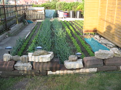 my vegetable garden