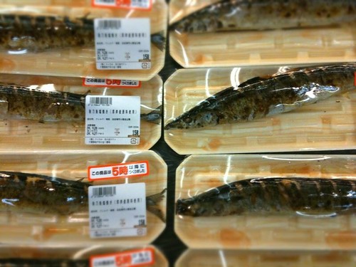 秋刀魚 2009/09/27 20090927秋刀魚