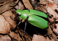 Beetles: In Natural Settings