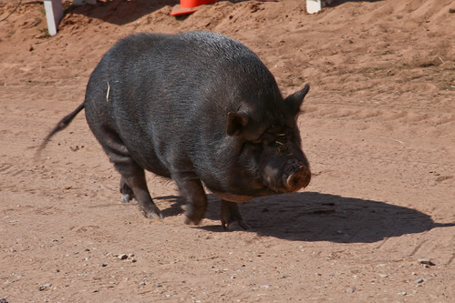 Pig On The Move