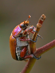 Beetles & Cicadas
