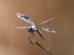 Dragonflies Senegal