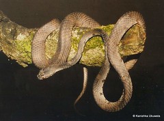 Barnes' cat snake (Boiga barnesi)