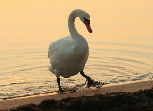 MacArthur (Mute Swan) by Eric C. Reuter
